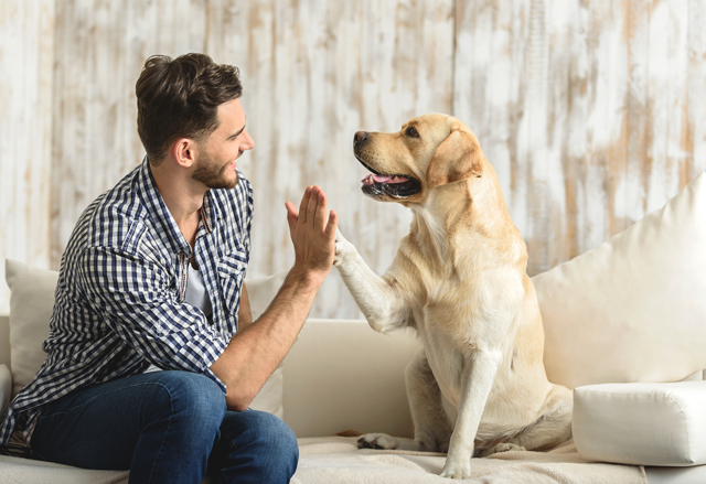 Man and Dog high-five